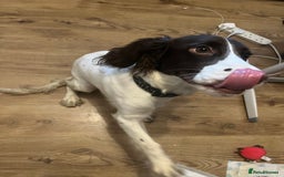 Cocker Spaniel dogs for sale: Beautiful Cocker Spaniels - Image 4