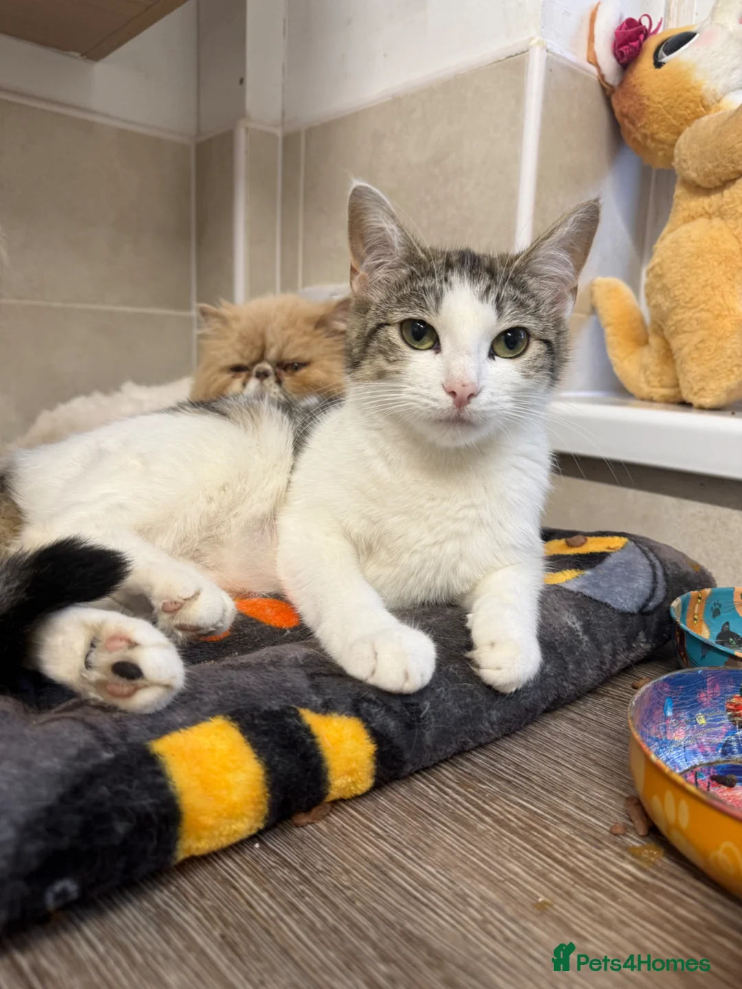 Mixed Breed cats for sale: Lovely kittens looking for their forever home  - Advert 1