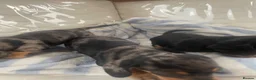 Dachshund dogs for sale: Dashound puppies  - Advert 7