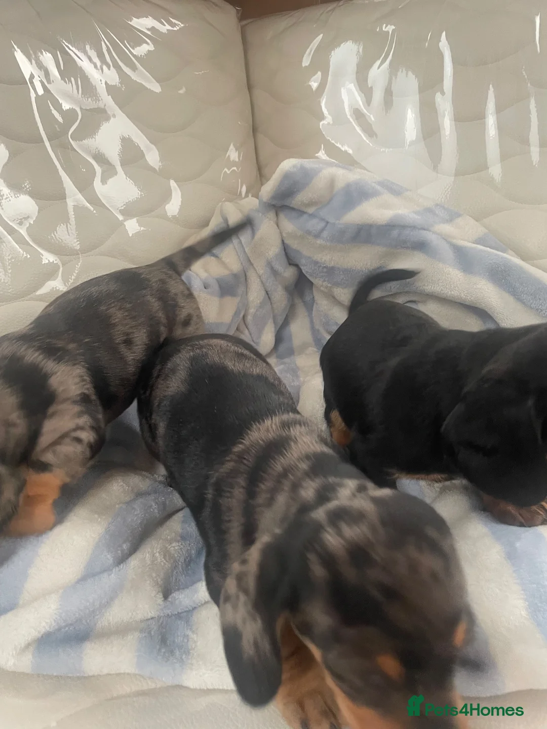 Dachshund dogs for sale: Dashound puppies  - Advert 7