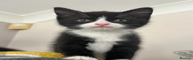 Tuxedo Female 1