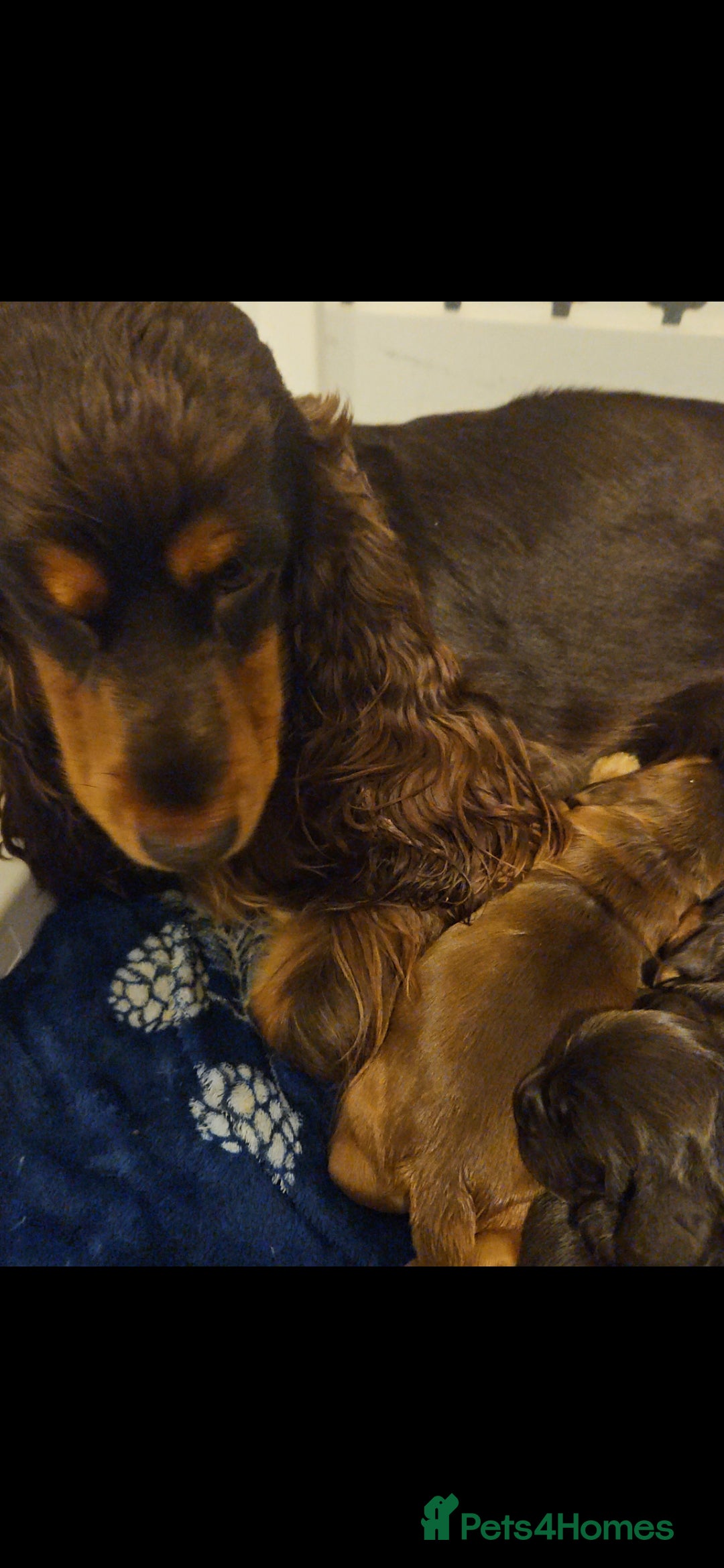 Cocker Spaniel dogs for sale: Show cocker spaniel  - Advert 1