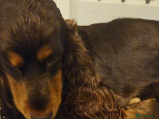 Cocker Spaniel dogs Show cocker spaniel - Advert 2