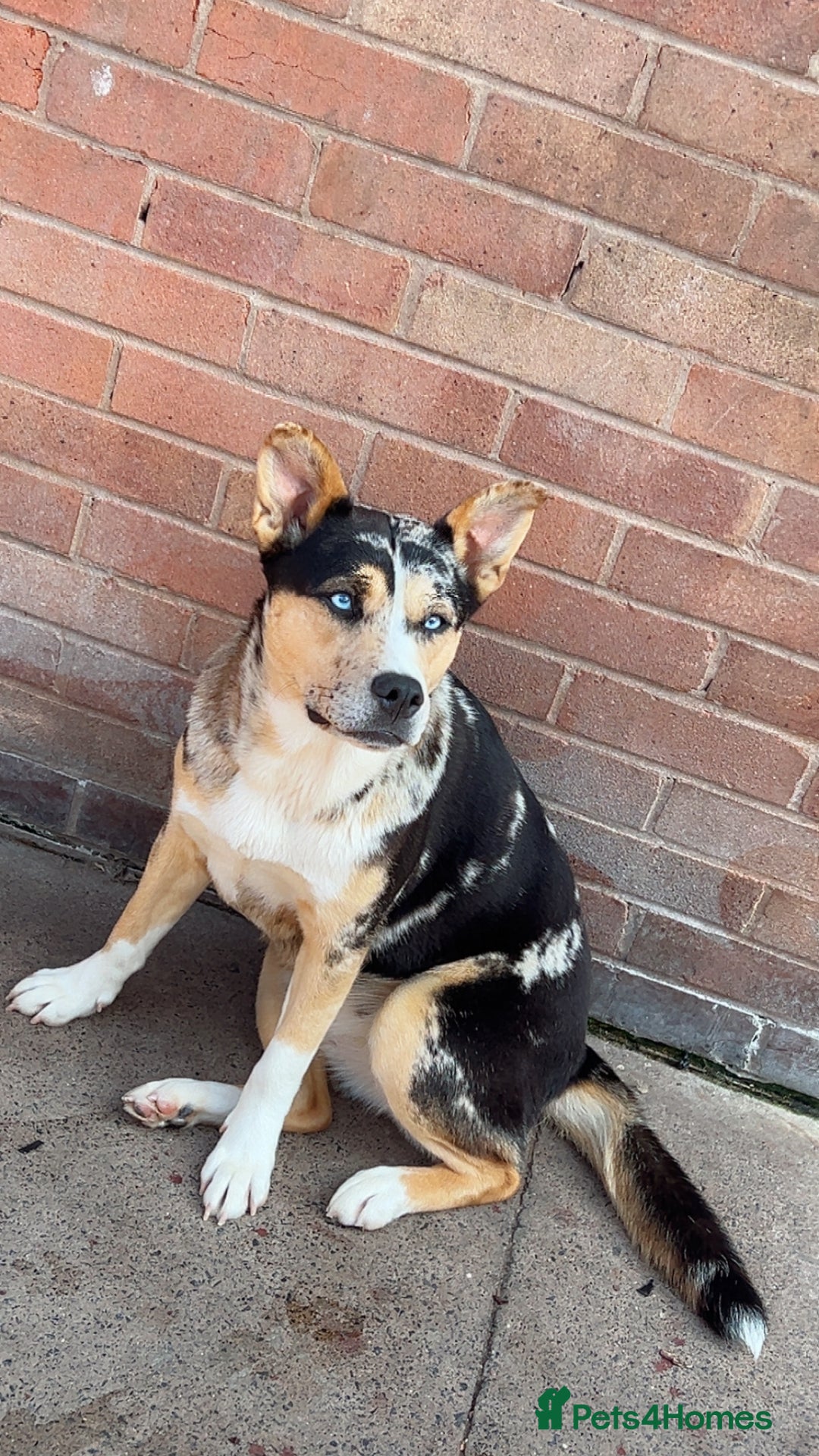 Mixed Breed dogs for sale: Husky cross bulldog needing a home  - Advert 3