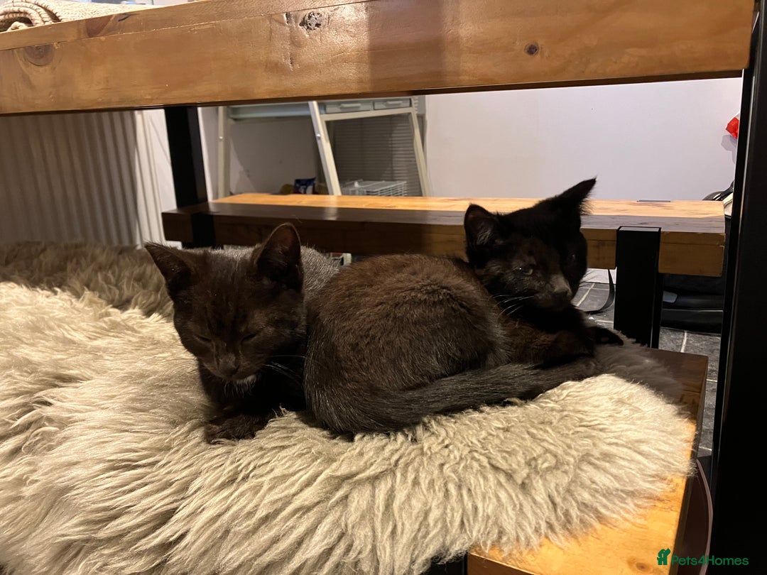 Mixed Breed cats for sale: The cutest little kittens for sale  - Advert 10
