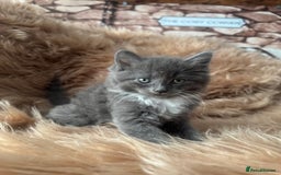 Ragdoll cats for sale: Ragdoll X  - Advert 1