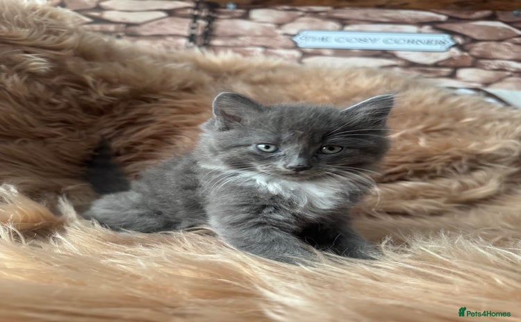 Ragdoll cats Ragdoll X  - Advert 1