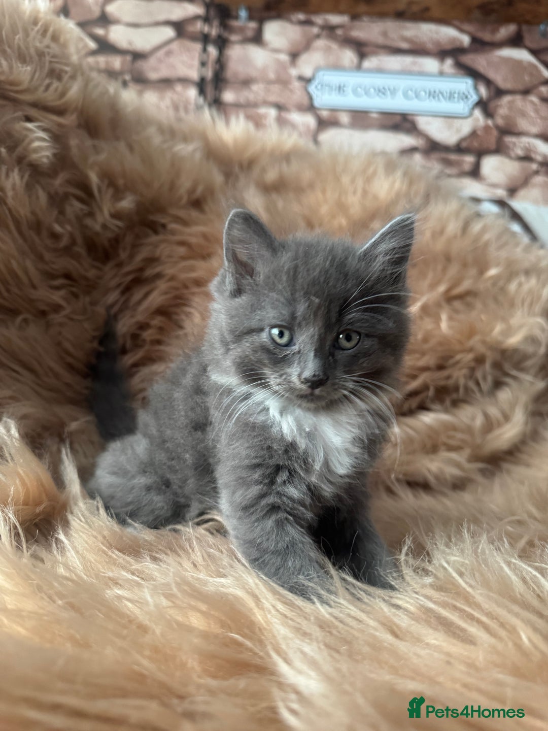 Ragdoll cats for sale: Ragdoll X  - Advert 1