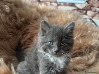 Ragdoll cats for sale: Ragdoll X - Advert 1