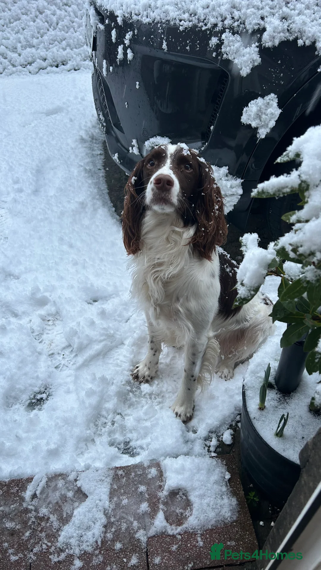 English Springer Spaniel dogs for stud: KC reg Working line springer spaniel stud  in Ammanford - Advert 5