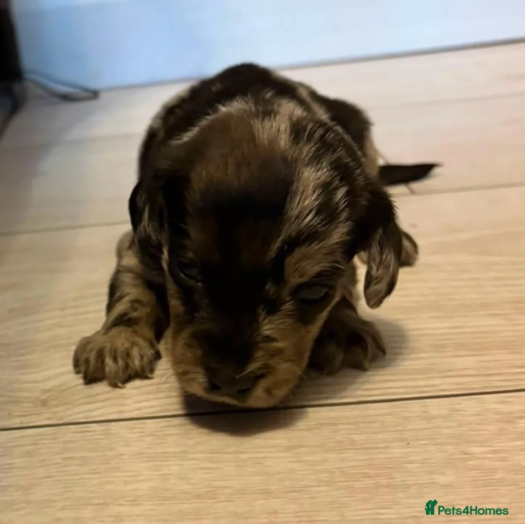 Mixed Breed dogs for sale: Fully vax READY NOW DOXIEPOO HEALTH TESTED PARENTS - Advert 20