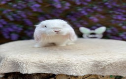 Mini Lop rabbits for sale: Mini lop sibling pair  - Image 6