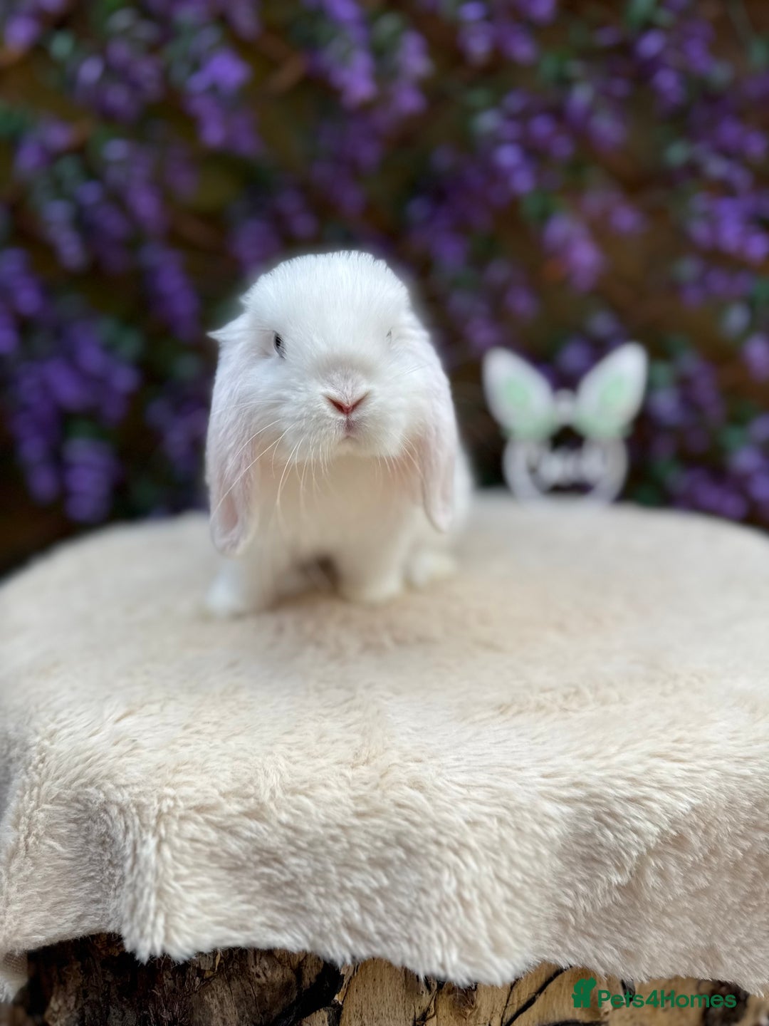 Mini Lop rabbits for sale: Mini lop sibling pair  - Image 6