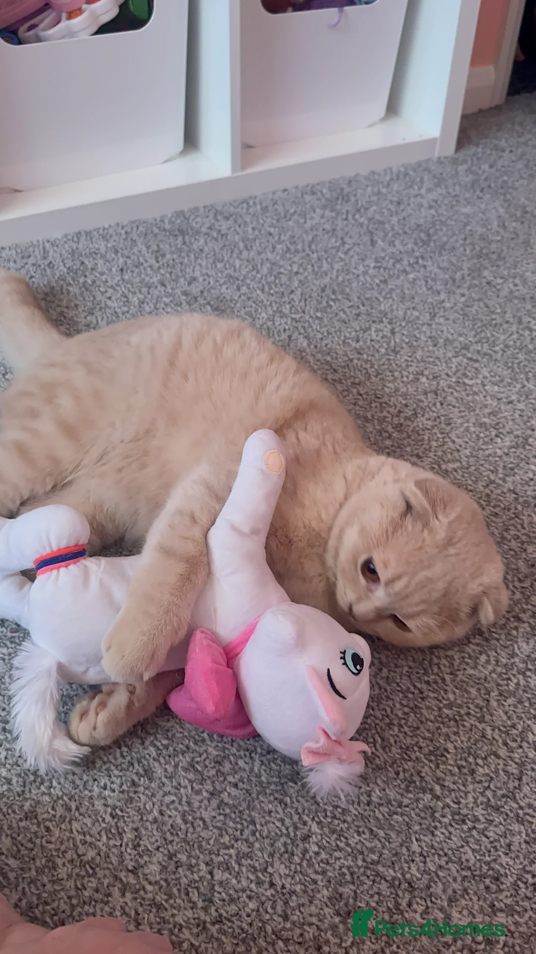 Scottish Fold cats for stud: Fantastic Cream Scottish fold for stud duties  in Derby - Advert 10