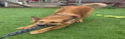 German Shepherd dogs for adoption: GANDER - 5 year old GSD - Advert 9