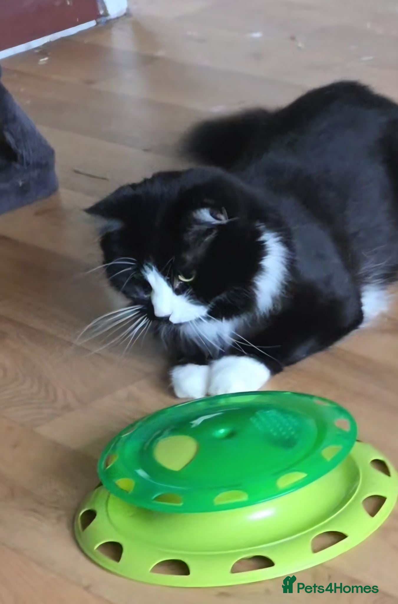 Mixed Breed cats Male cat mylo  - Advert 18