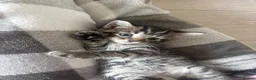 Domestic Shorthair cats for sale: 6 gorgeous kittens looking for loving home - Advert 5