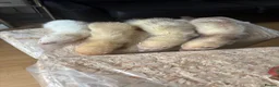 Ferret rodents for sale: Ferrets for sale - Advert 2