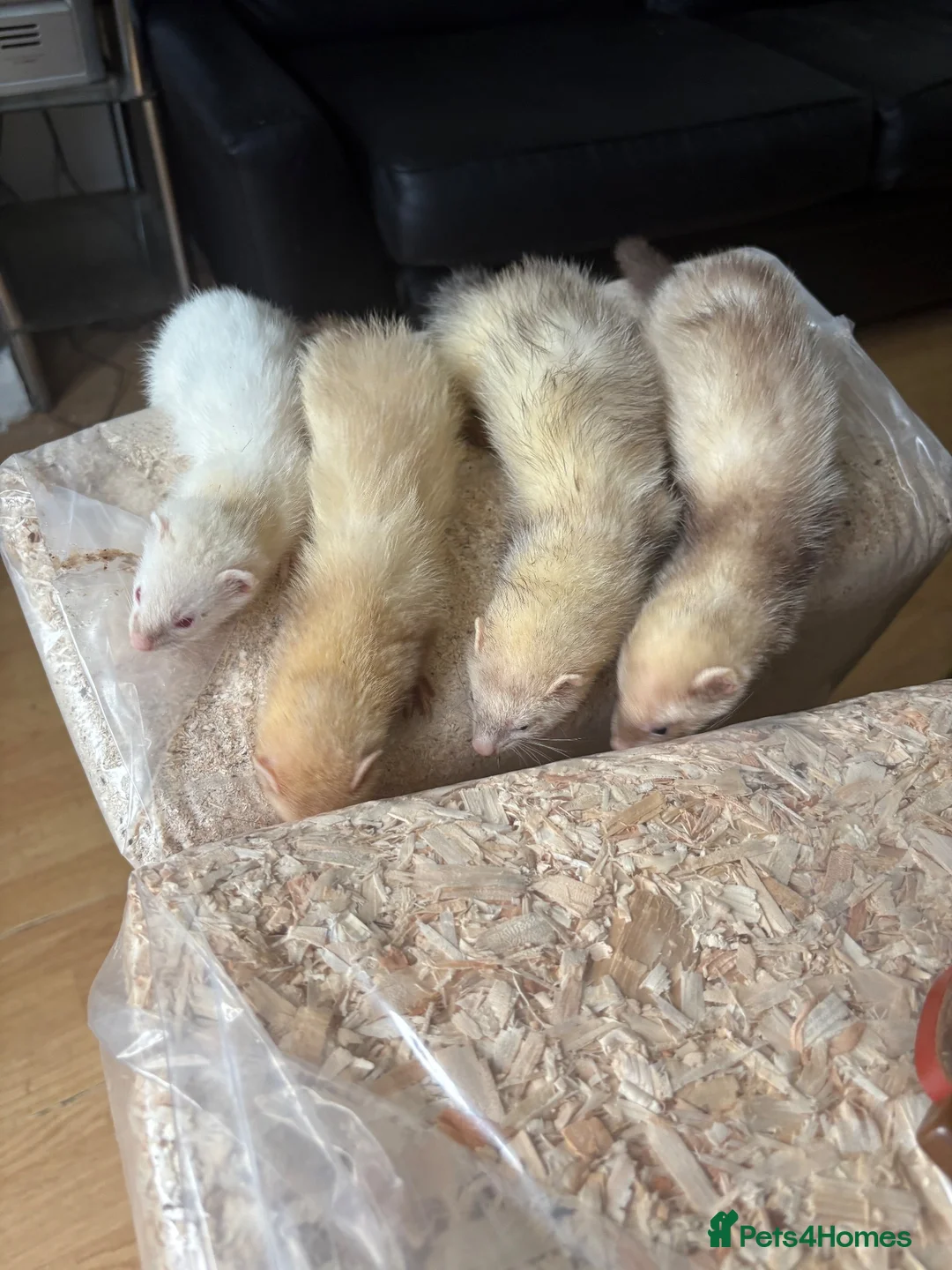 Ferret rodents for sale: Ferrets for sale - Advert 2
