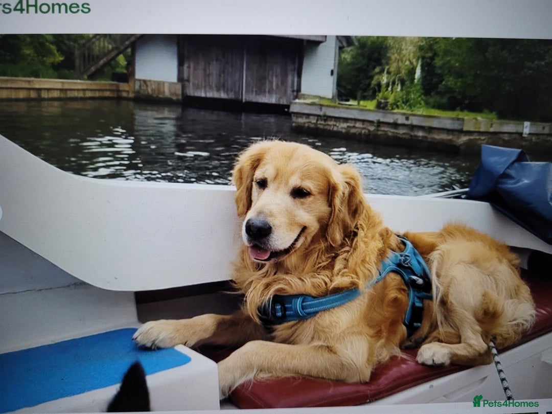 Goldendoodle dogs for sale: Goldendoodles F1, both parents hip scored          - Image 20