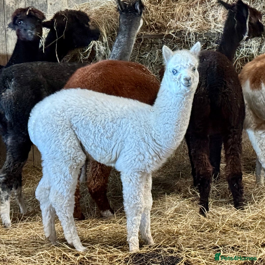 Alpaca livestock for sale: Alpaca Cria’s males - Advert 2