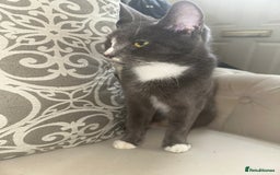 Domestic Shorthair cats for sale: Storm  - Image 4