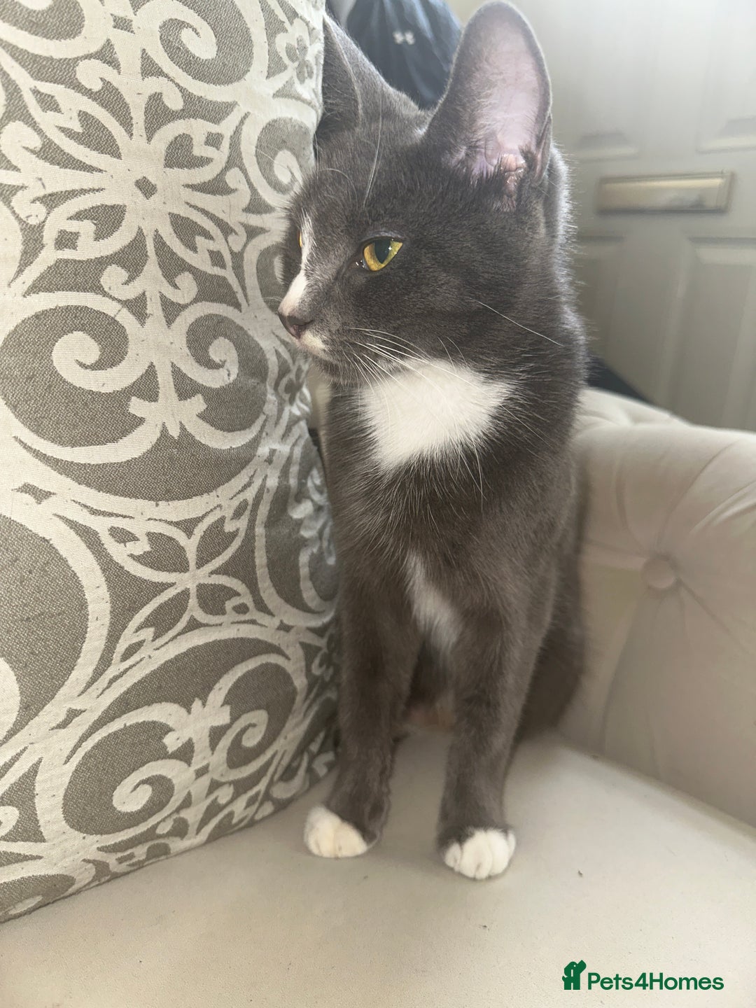 Domestic Shorthair cats for sale: Storm  - Image 4