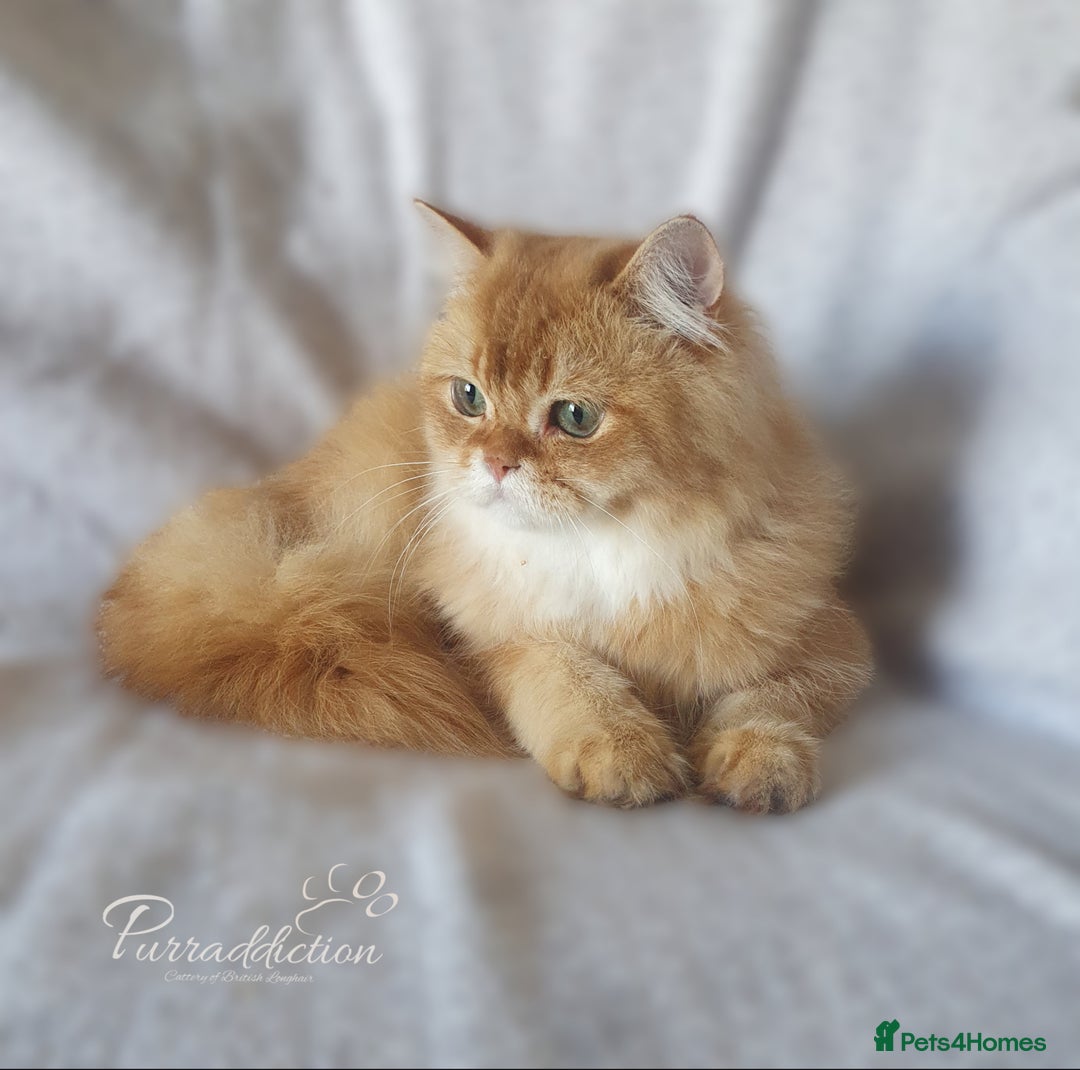British Longhair cats for sale: British Longhair older kitten for sale  - Image 3