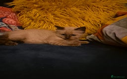 Ragdoll cats for sale: Beautiful Mink Ragdoll Kittens - Image 8