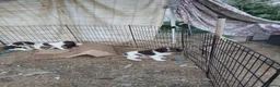 Sprocker dogs for sale: Spaniel puppies  in Melksham - Advert 4