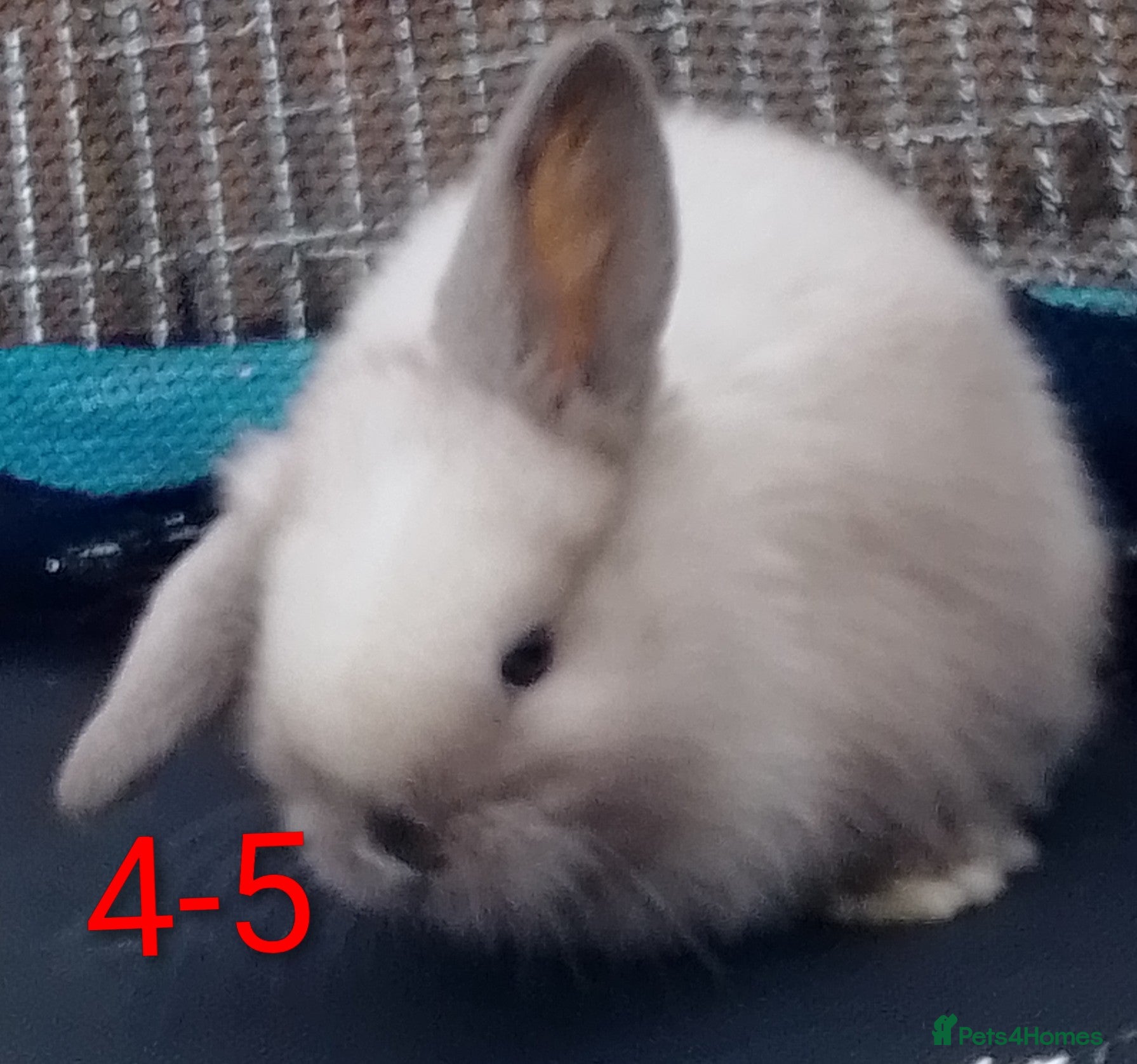 Mini Lop rabbits Mini Lop bunnies Ready to leave  - Advert 4