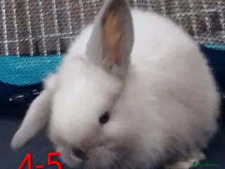 Mini Lop rabbits Mini Lop bunnies Ready to leave - Advert 4