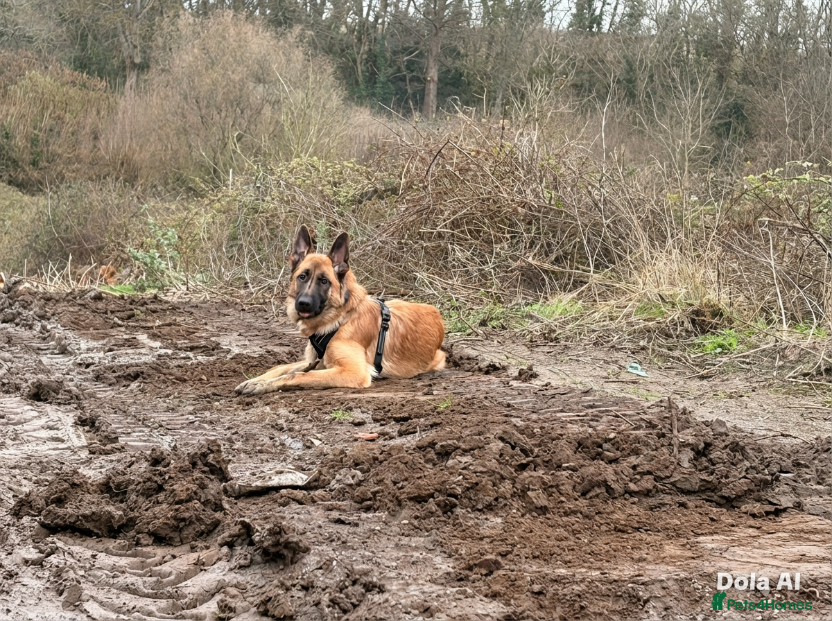German Shepherd dogs 9 month old German Shepherd - Advert 2