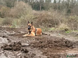 German Shepherd dogs 9 month old German Shepherd - Advert 2