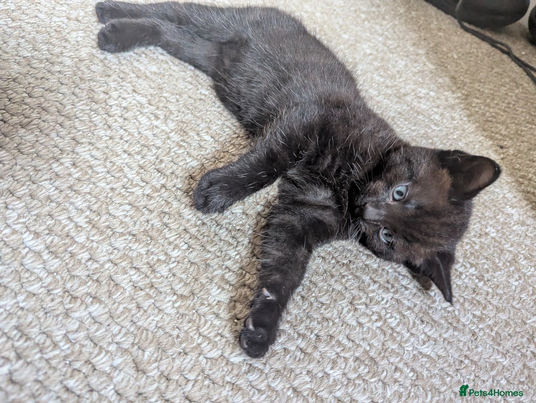 Mixed Breed cats for sale: Beautiful boy kittens - Image 12