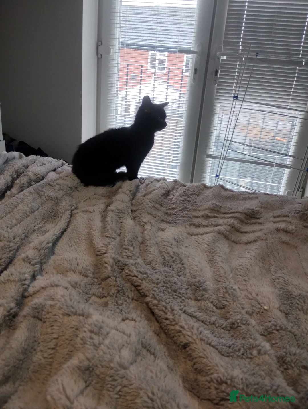 Mixed Breed cats for sale: Beautiful kittens - Advert 2