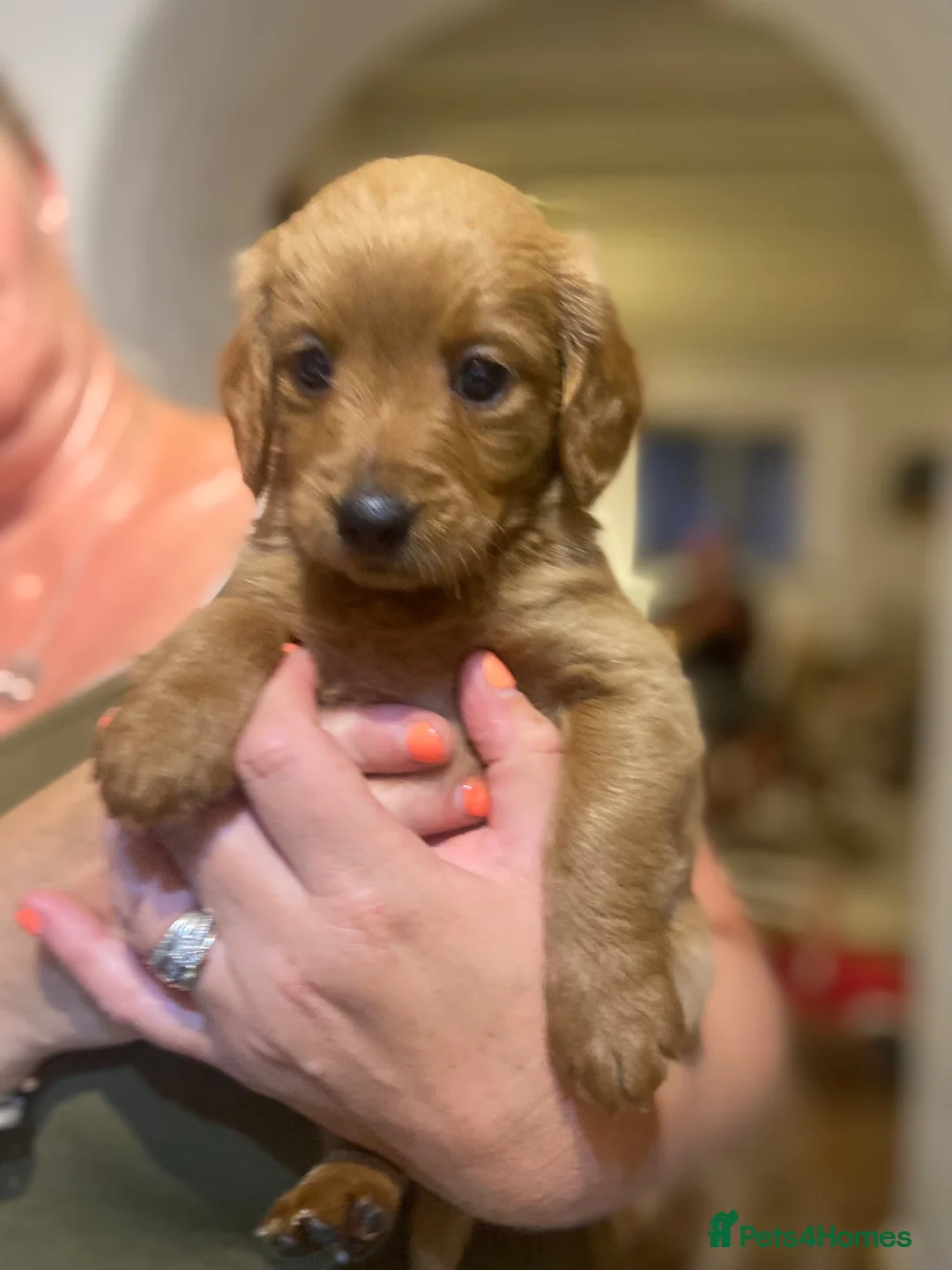 Golden Retriever dogs for sale: Field retriever x miniature poodle  - Advert 6