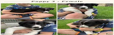 Border Collie 3