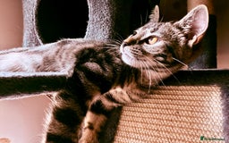 Mixed Breed cats for sale: Tabby  - Image 2