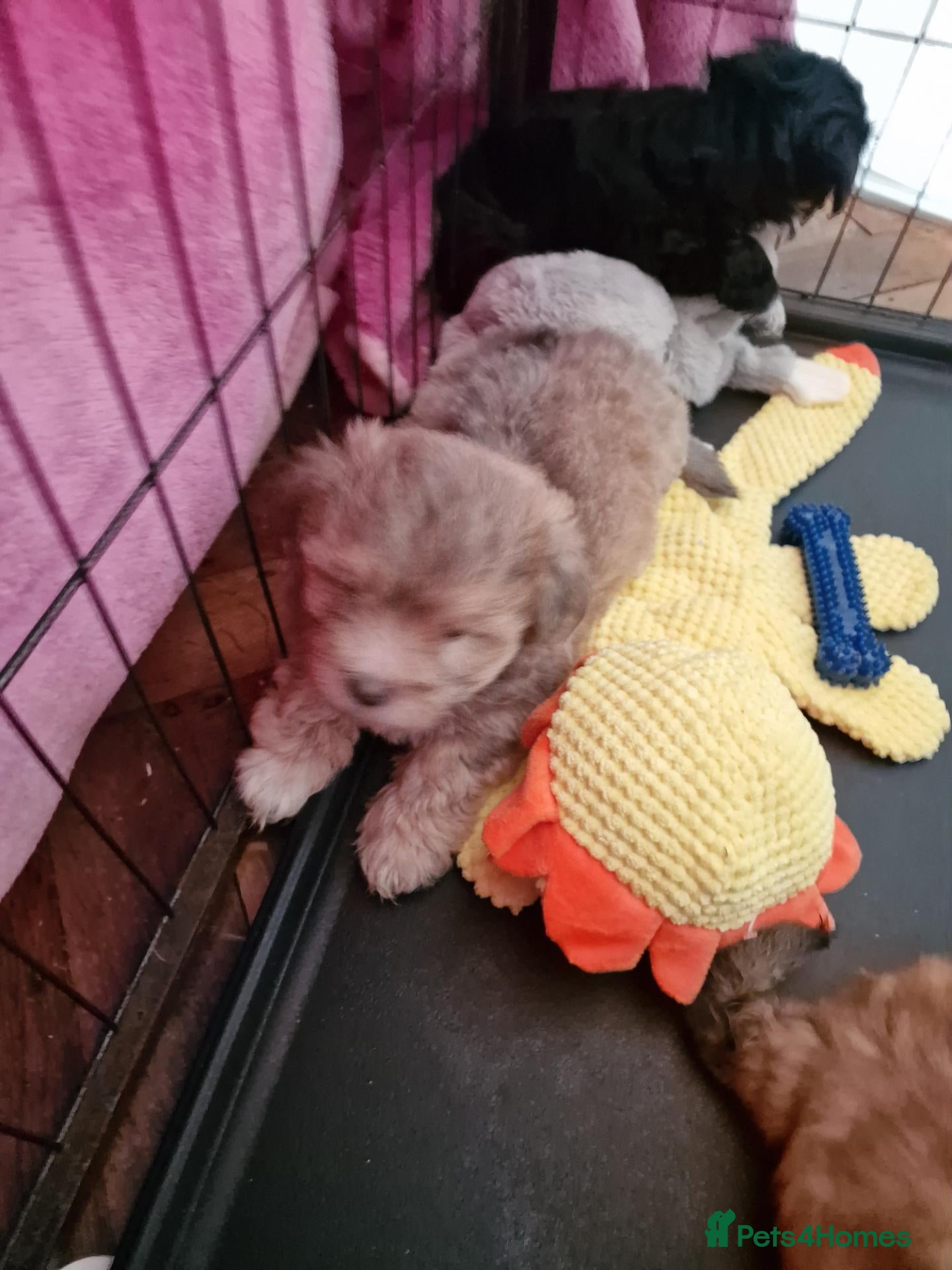 Maltese dogs F2 Maltese Stunning Colours - Advert 2