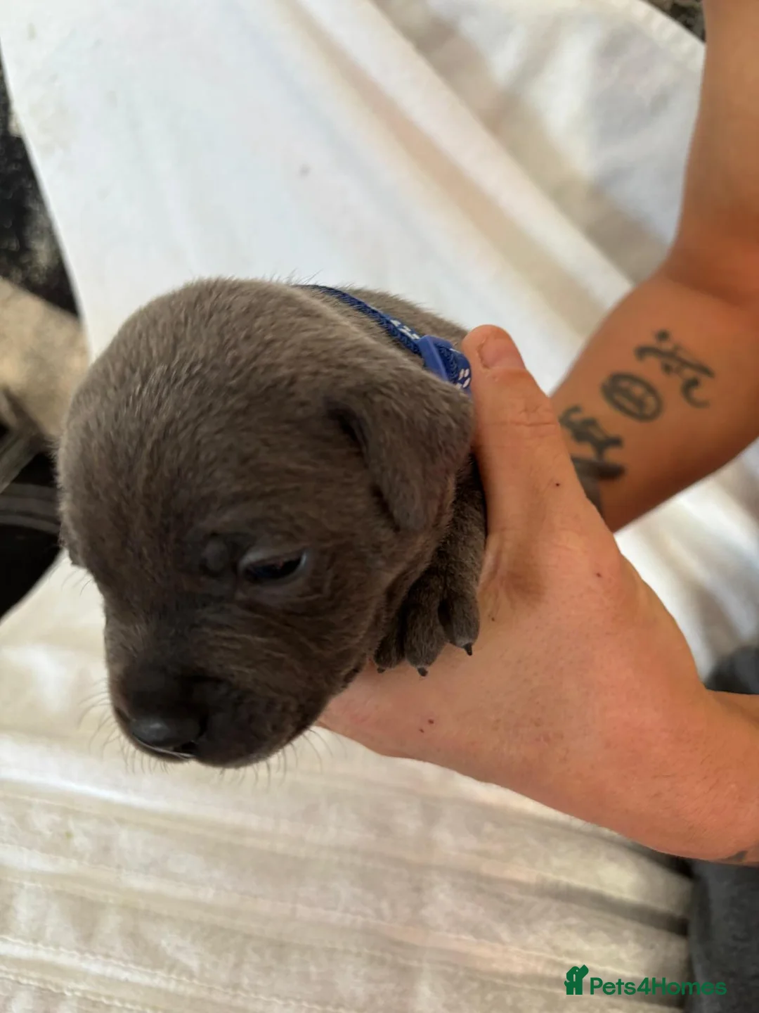 Staffordshire Bull Terrier dogs for sale: Blue Staffordshire bull terrier puppies  - Advert 6