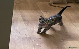 British Shorthair cats for sale: 4 gorgeous kittens - Image 3