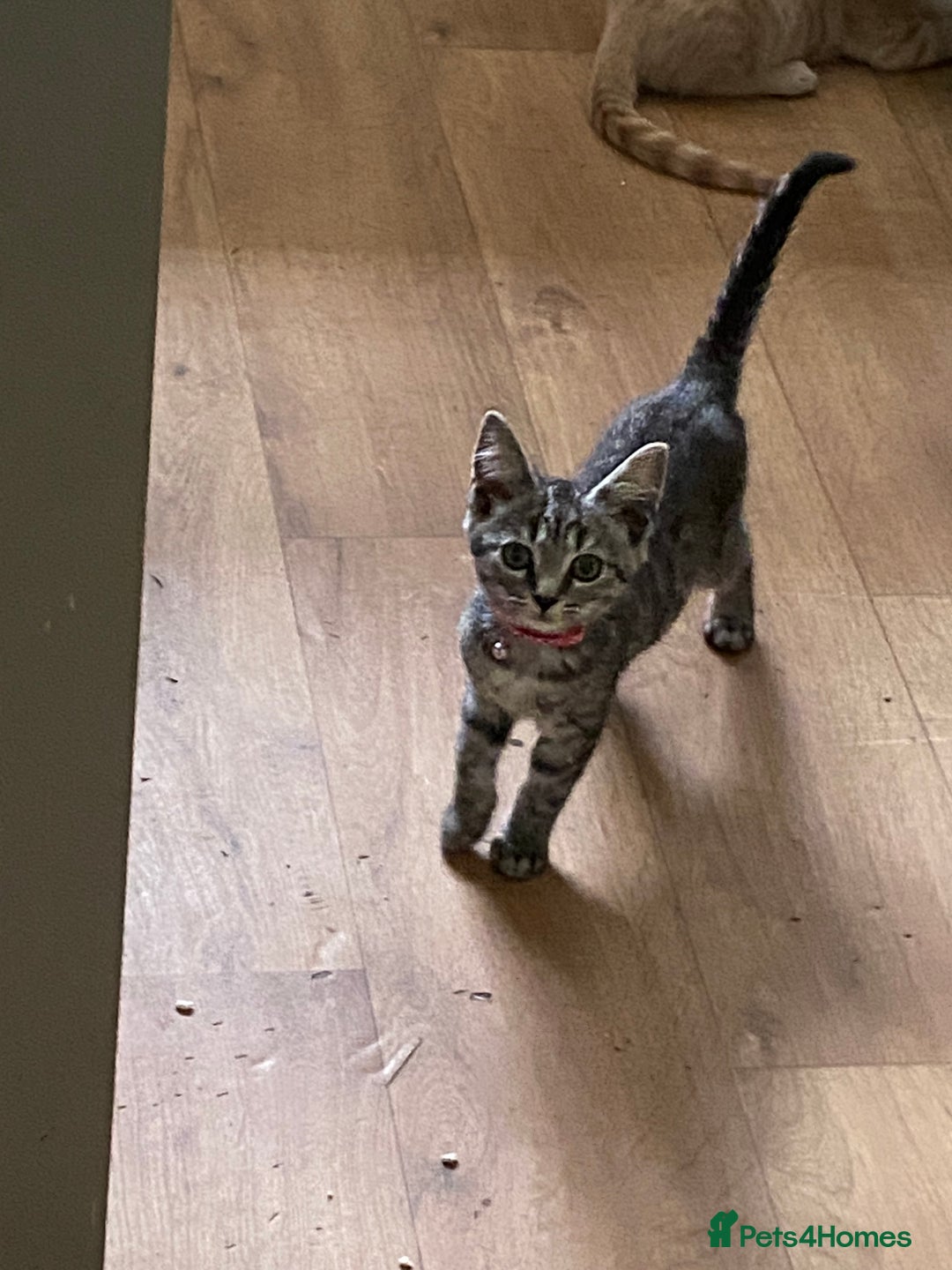 British Shorthair cats for sale: 4 gorgeous kittens - Image 3