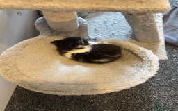 Mixed Breed cats for sale: British short hair kittens  - Image 7