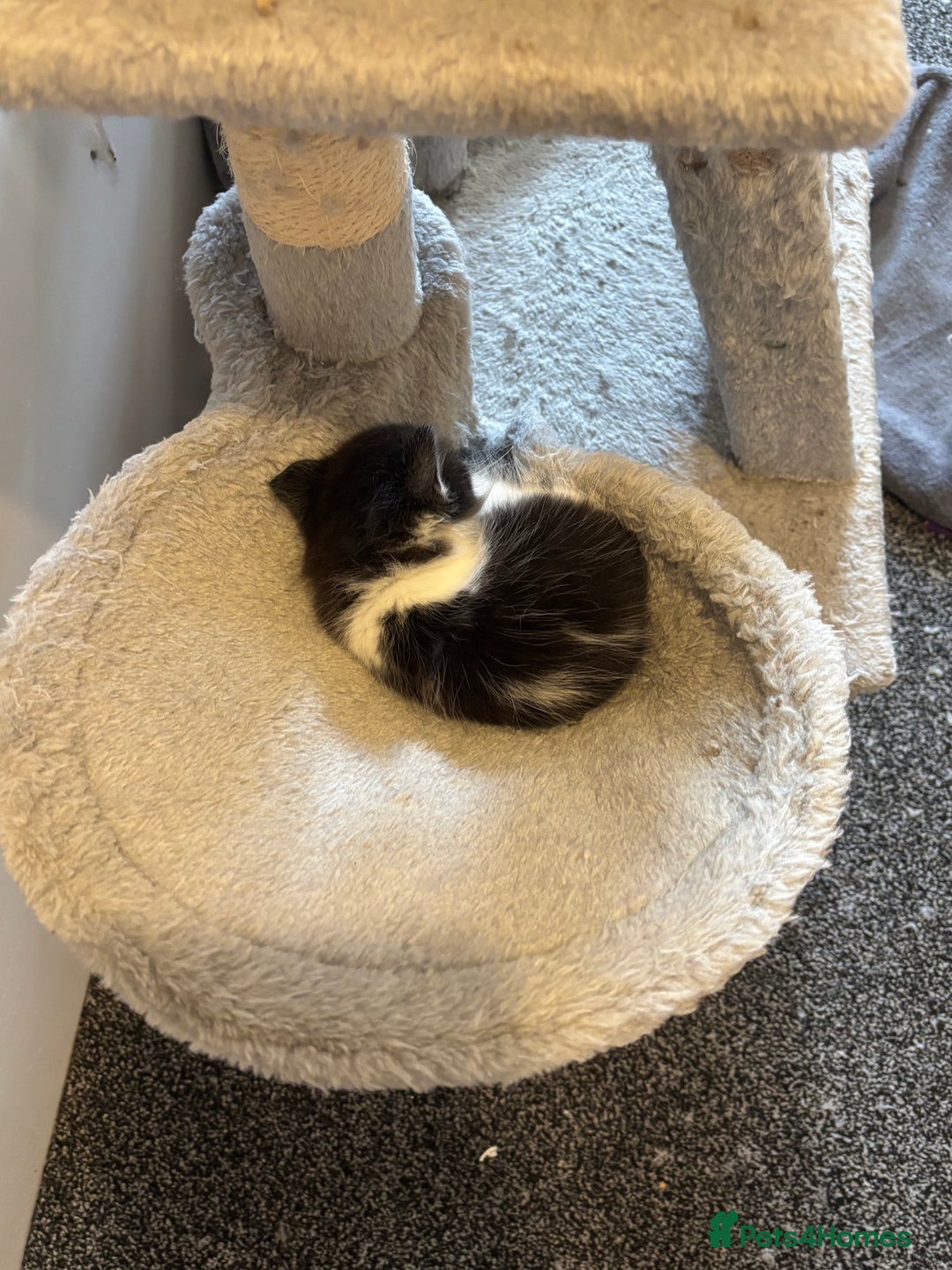 Mixed Breed cats for sale: British short hair kittens  - Image 7