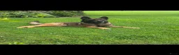 Belgian Shepherd Dog dogs for stud: STUD GSD x malinois - Advert 3