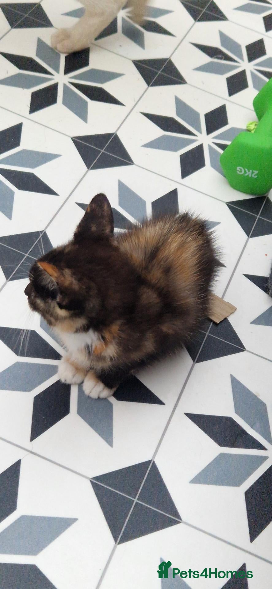 Mixed Breed cats 6 little kitens(2 boys and 4 girls) - Advert 1