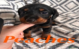 Mixed Breed dogs for sale: Doxiepoo Puppies For Sale  - Image 6