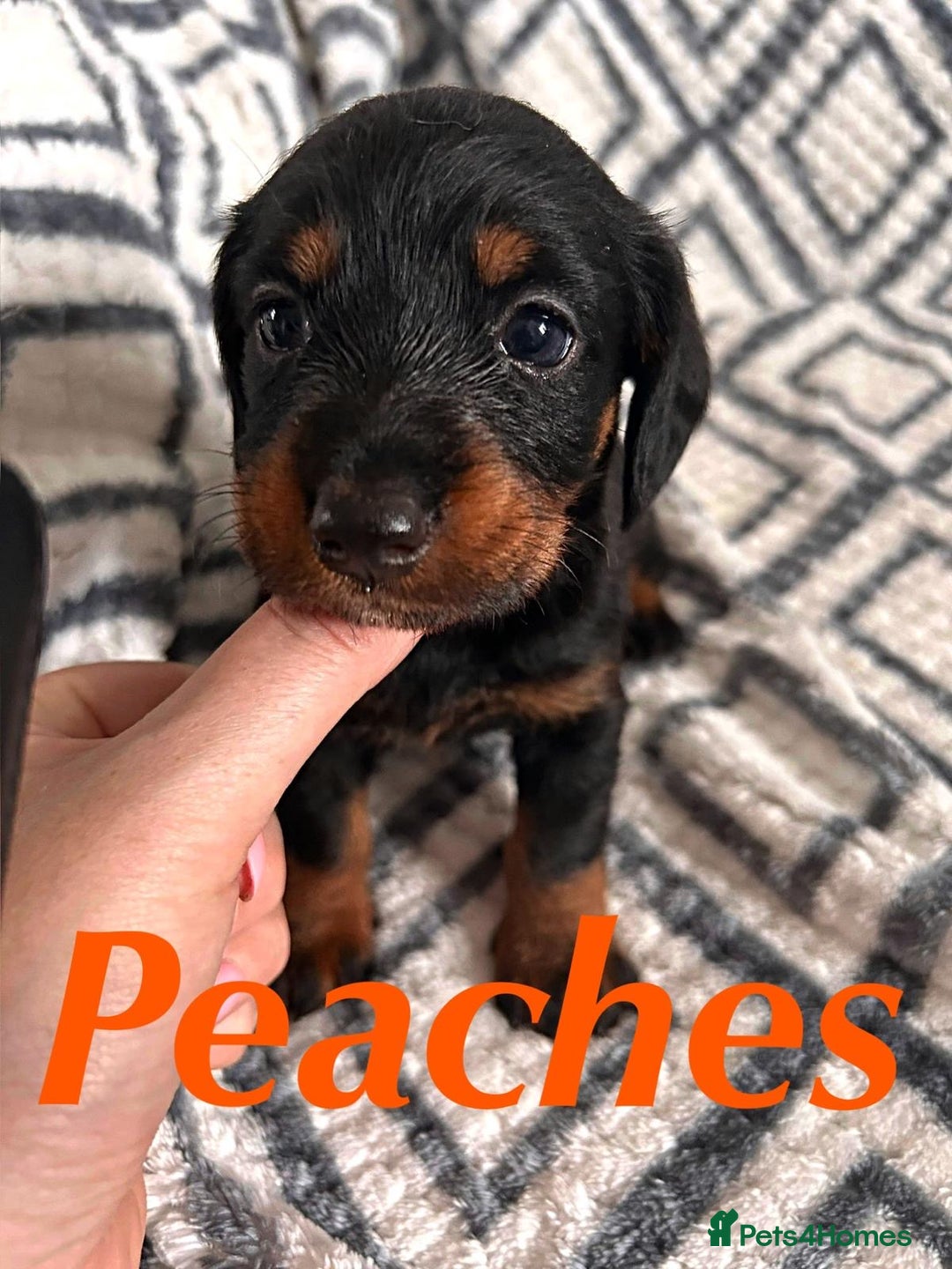 Mixed Breed dogs for sale: Doxiepoo Puppies For Sale  - Image 6