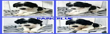 Dark Blue Collar
